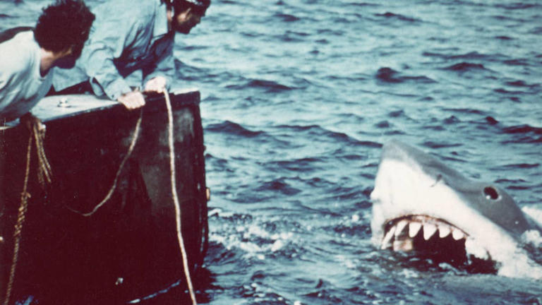 Police Chief Jonathan Searle reveals Martha's Vineyard has zero shark ...