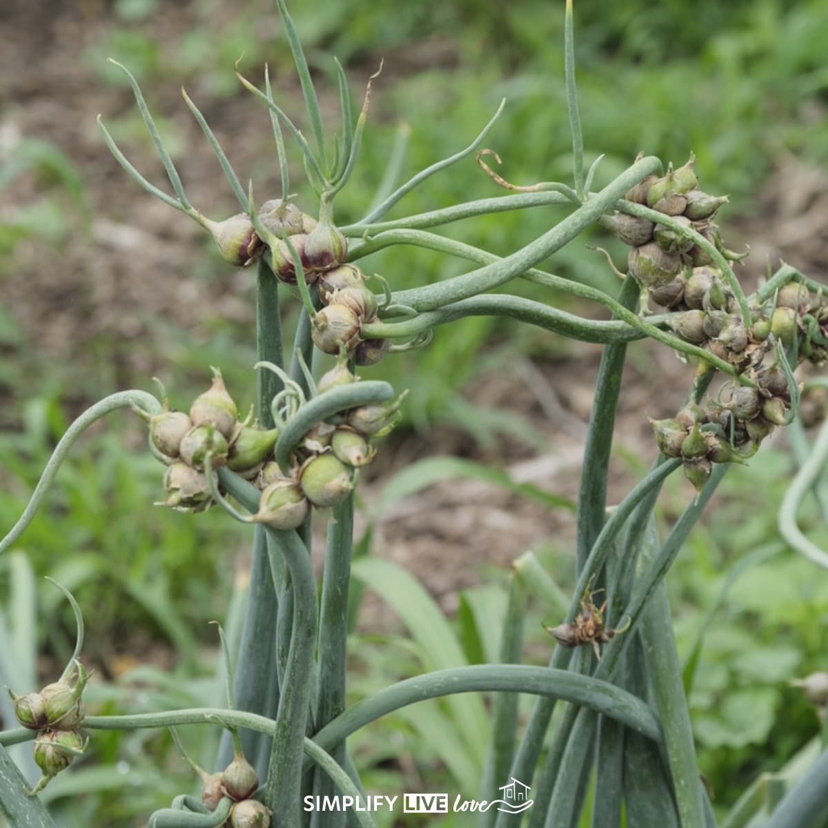 Perennial Onions That Walk: Why & How to Grow Egyptian Walking Onions