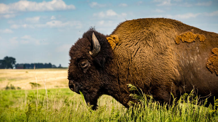 A half-hour from Des Moines is Iowa's tallgrass haven with native ...