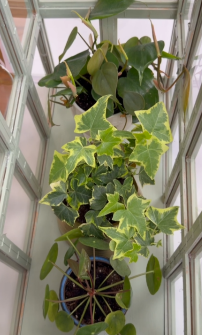 I turned cheap frames into a greenhouse! DIY indoor build