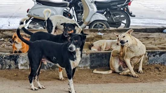 Hoshiarpur: 4-year-old girl mauled to death by stray dogs