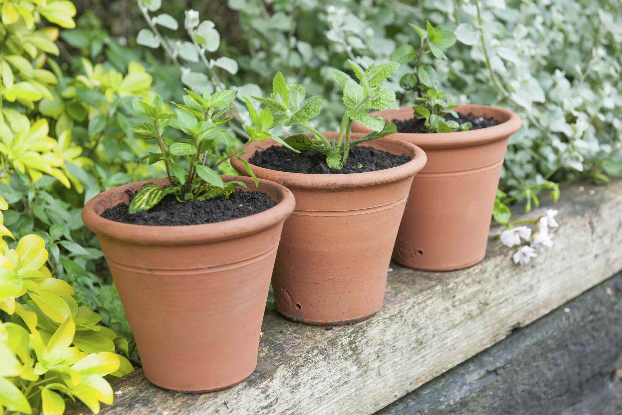 Should you grow mint in pots or in the ground? Pros say there's ...