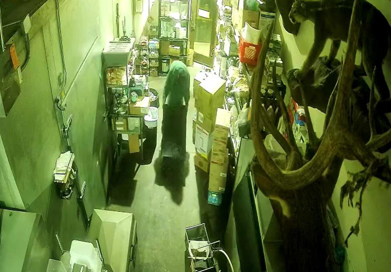 Burglar caught on camera stealing safe from Cascade Locks restaurant