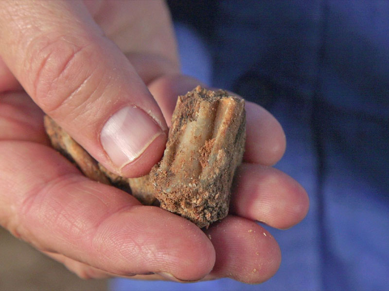 Ancient fallow deer tooth. © Emil Aladjem, Israel Antiquities Authority