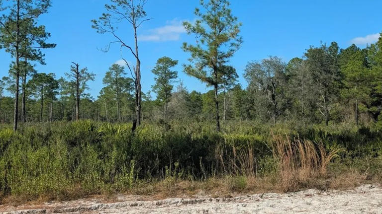 Between Jacksonville and Tampa is Florida's lesser-known state park ...