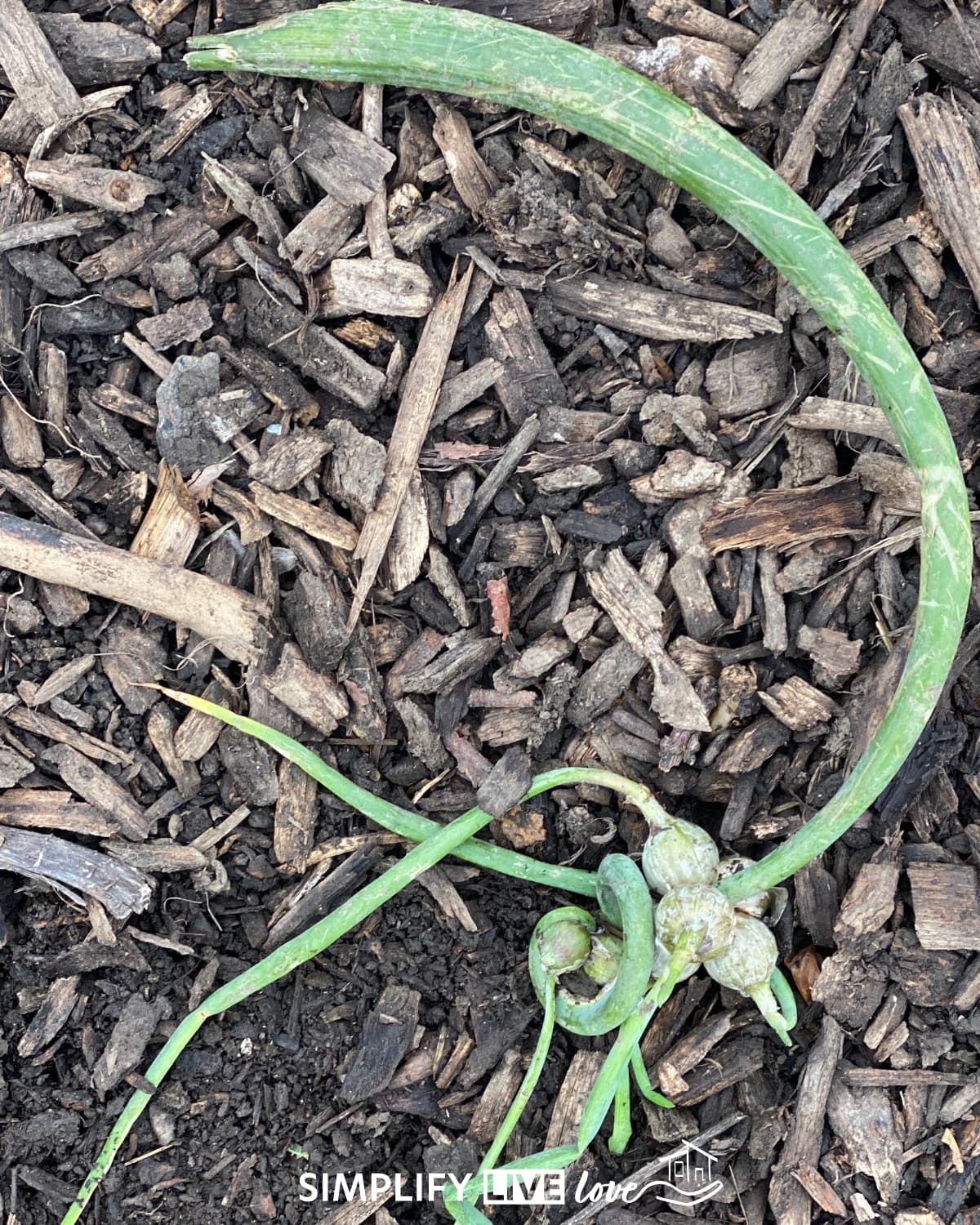 topset has fallen and is ready to establish a new onion plant