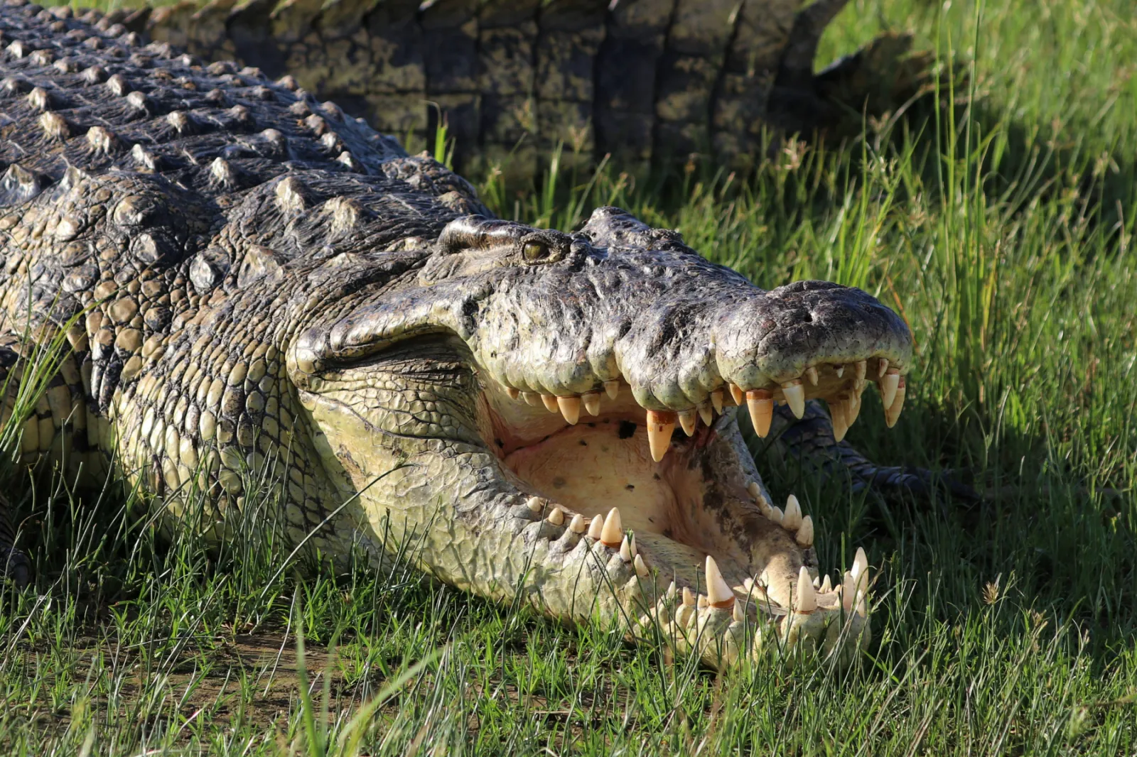 20 brutal crocodile attacks that will leave you speechless