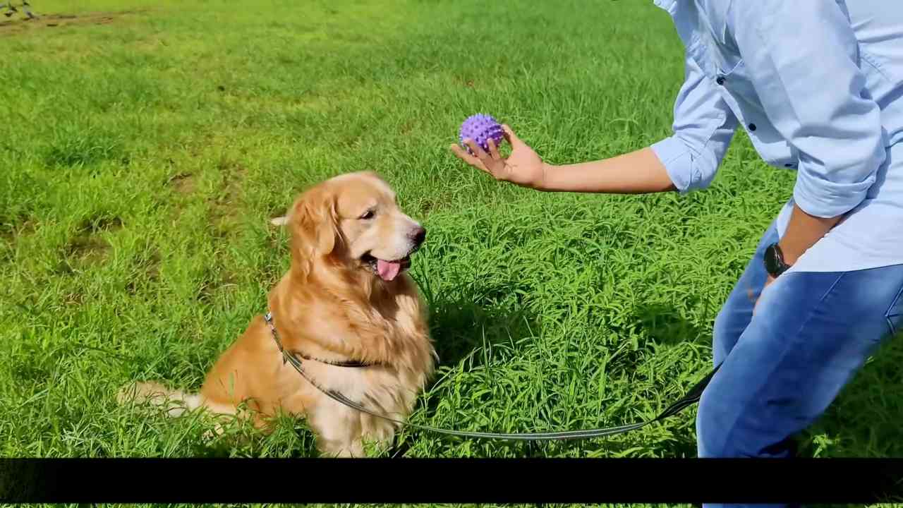 The golden retriever world's most useless guard dog