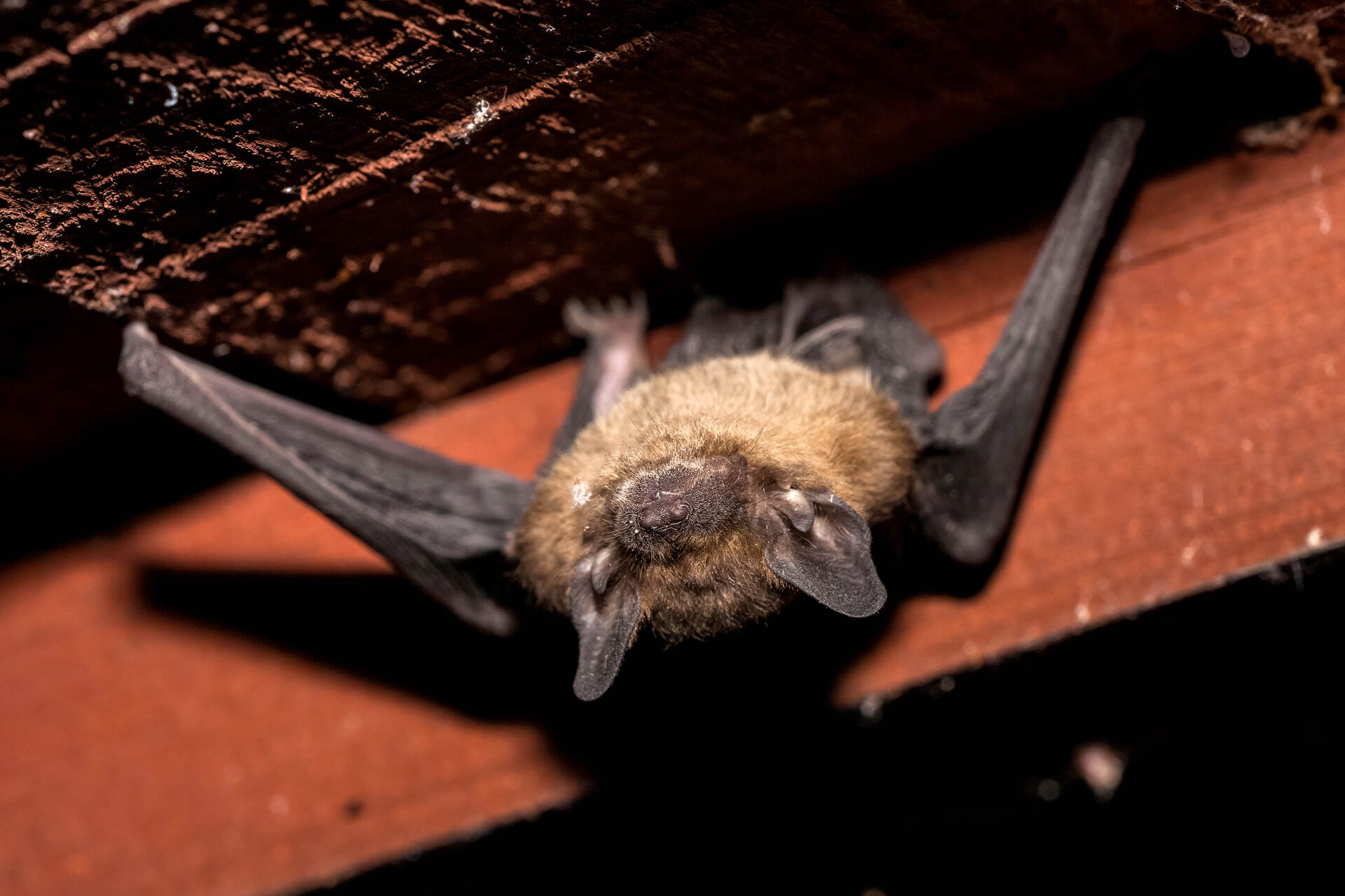 Preventing and treating rabies, a potentially fatal disease