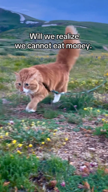 A curious cat enjoys an outdoor adventure