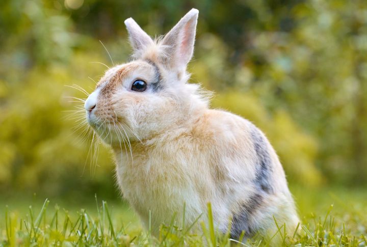10 little-known facts about bunnies