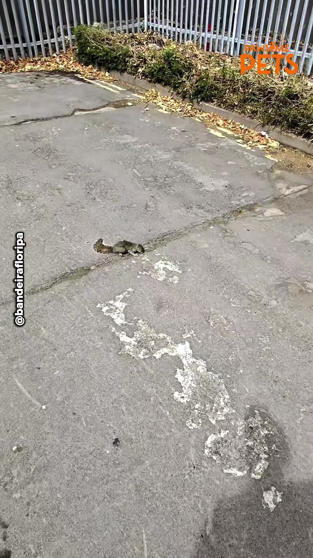 Man rushes over after spotting injured animal on busy road