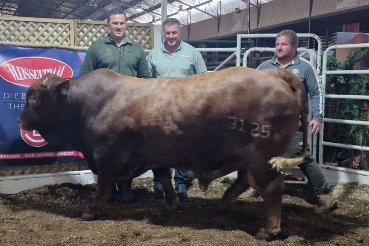 Springbok brothers’ prize bull fetches whopping R1.1 million