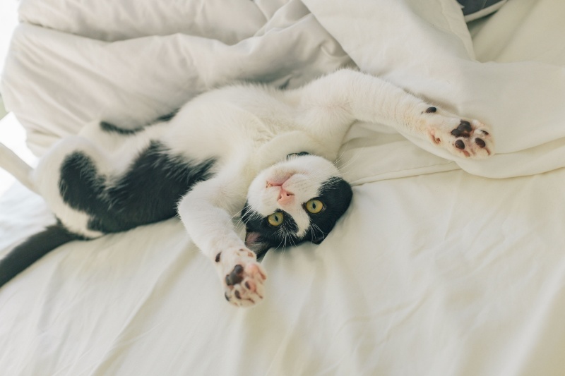 What your cat thinks when you leave the house, according to experts