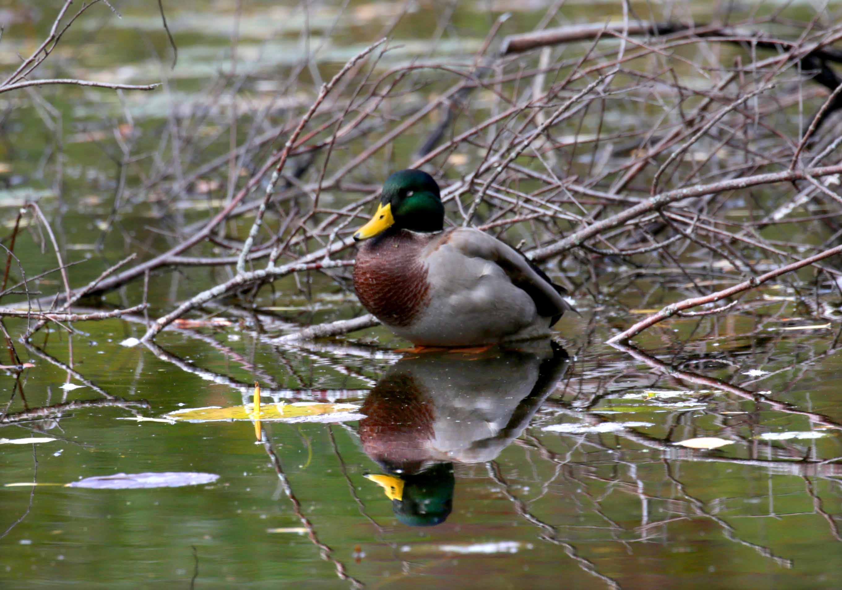2026 Wisconsin breeding waterfowl survey shows slight increase in ducks