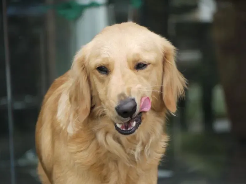 4. Golden Retriever: The Charmer Who Manages People, Not Just Sheep (Magnus Bråth, Flickr, CC BY 2.0)