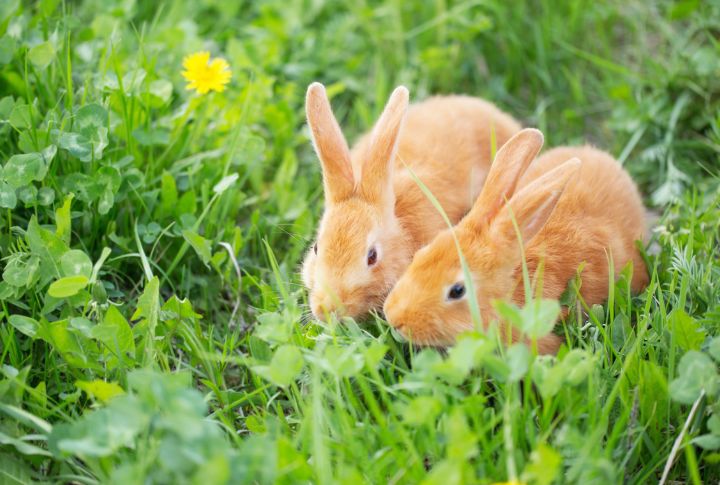 10 little-known facts about bunnies