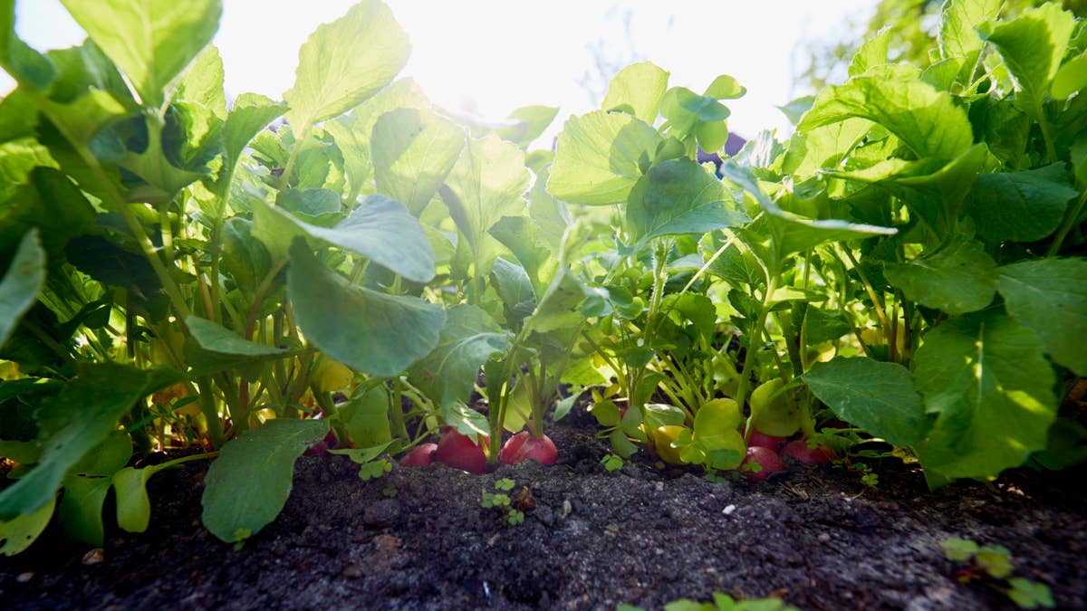 radishes-in-a-vegetable-garden-against-sunlight