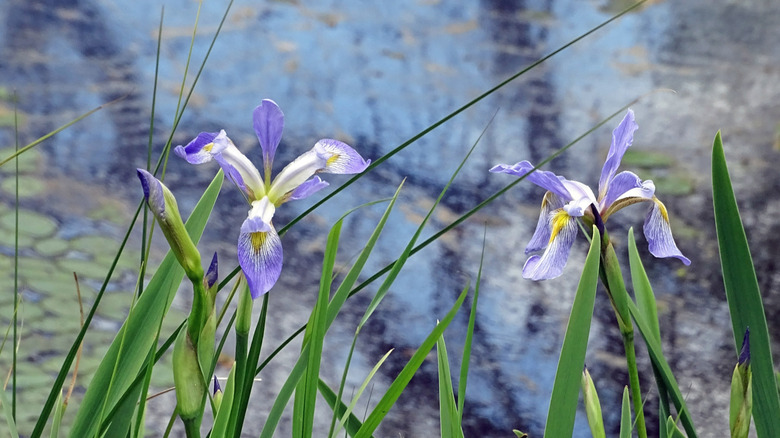 Blue irises in the Sandhill State Wildlife Area near Babcock, Wisconsin