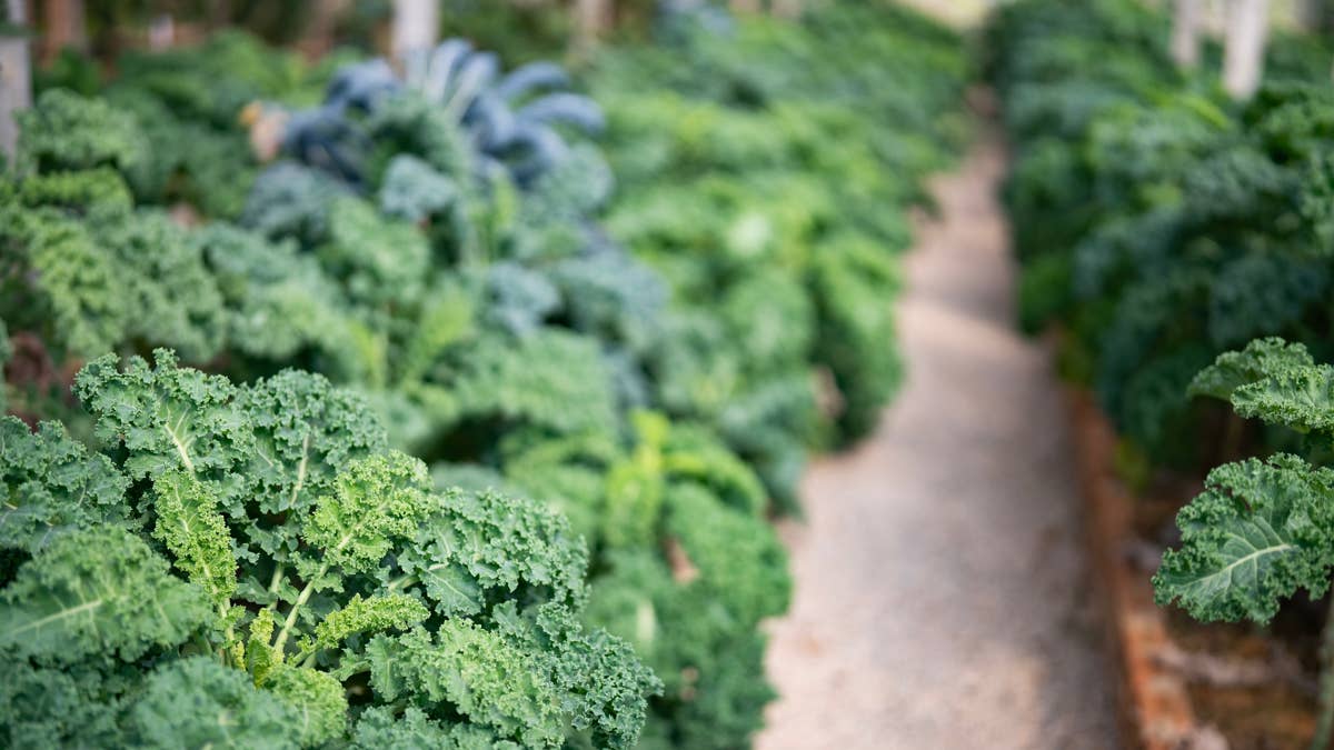 fresh-green-kale-growing-in-organic-farm-rows