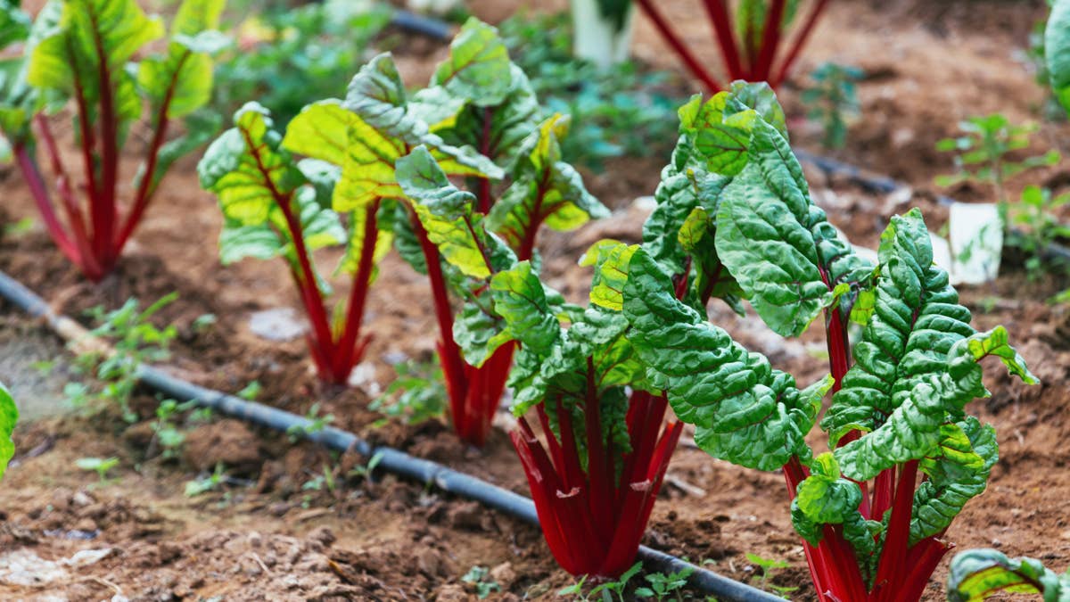 organic-red-chard-growing-in-vegetable-garden