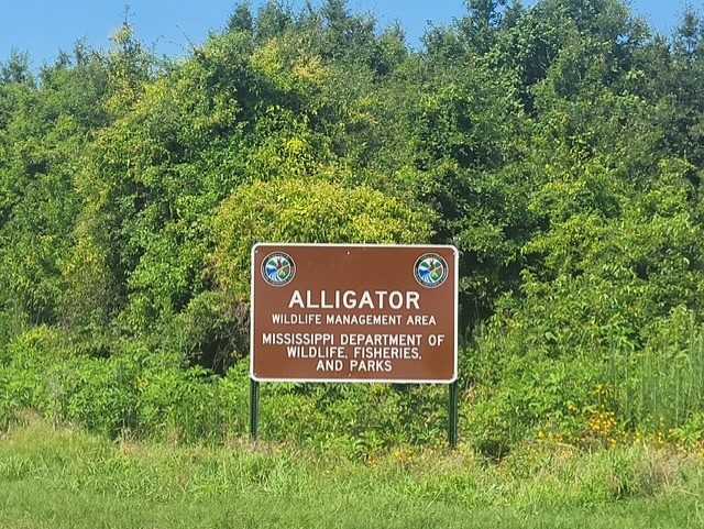 MDWFP opens alligator wildlife management area in the Mississippi Delta