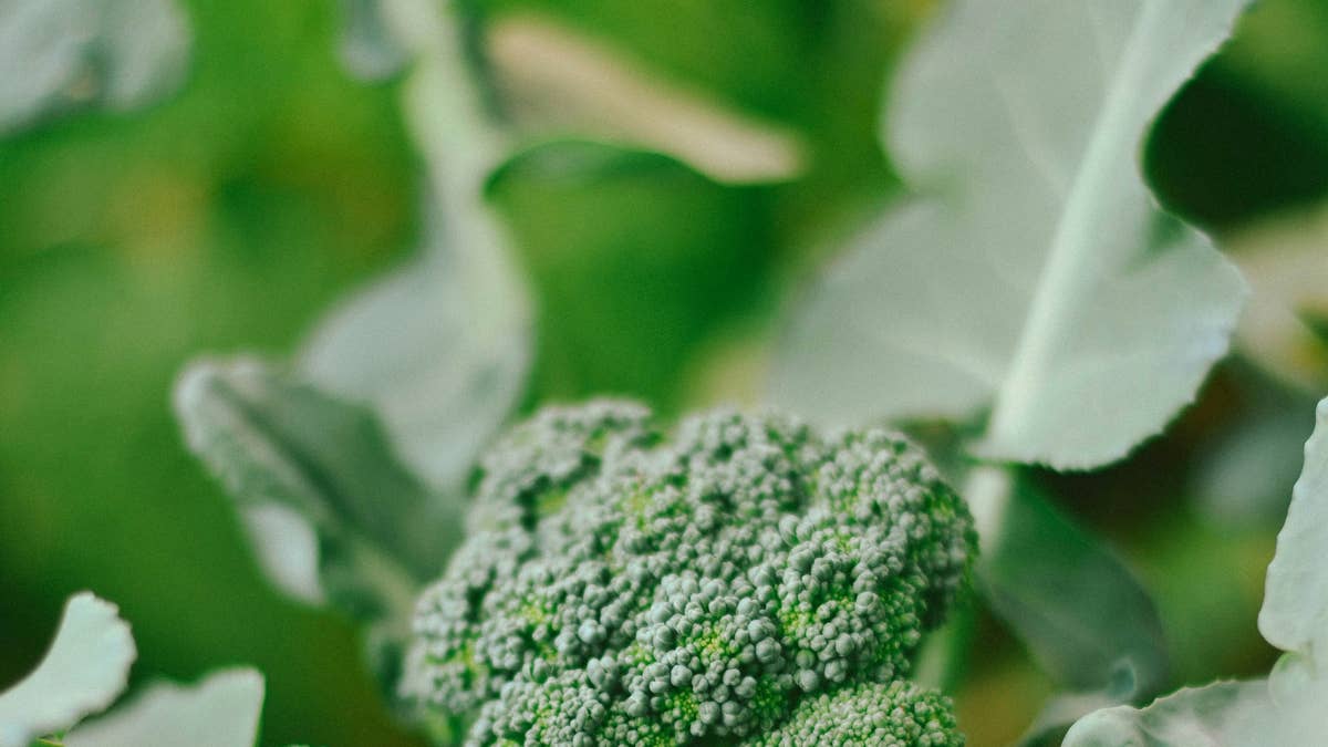 green-plant-in-macro-lens-stockpack-unsplash