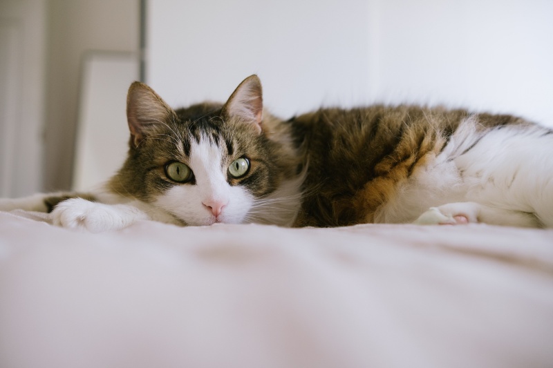 What your cat thinks when you leave the house, according to experts