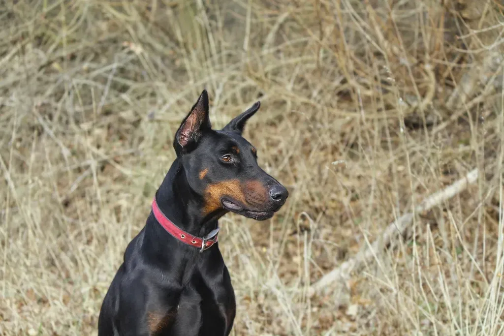 5. Doberman Pinscher: The Fast Learner Bred for High-Stakes Work (Image Credits: Rawpixel)