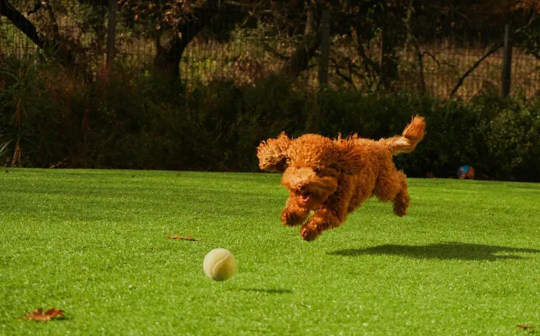 2. Poodle: The Elegant Problem-Solver With a Mischievous Streak (Image Credits: Gallery Image)