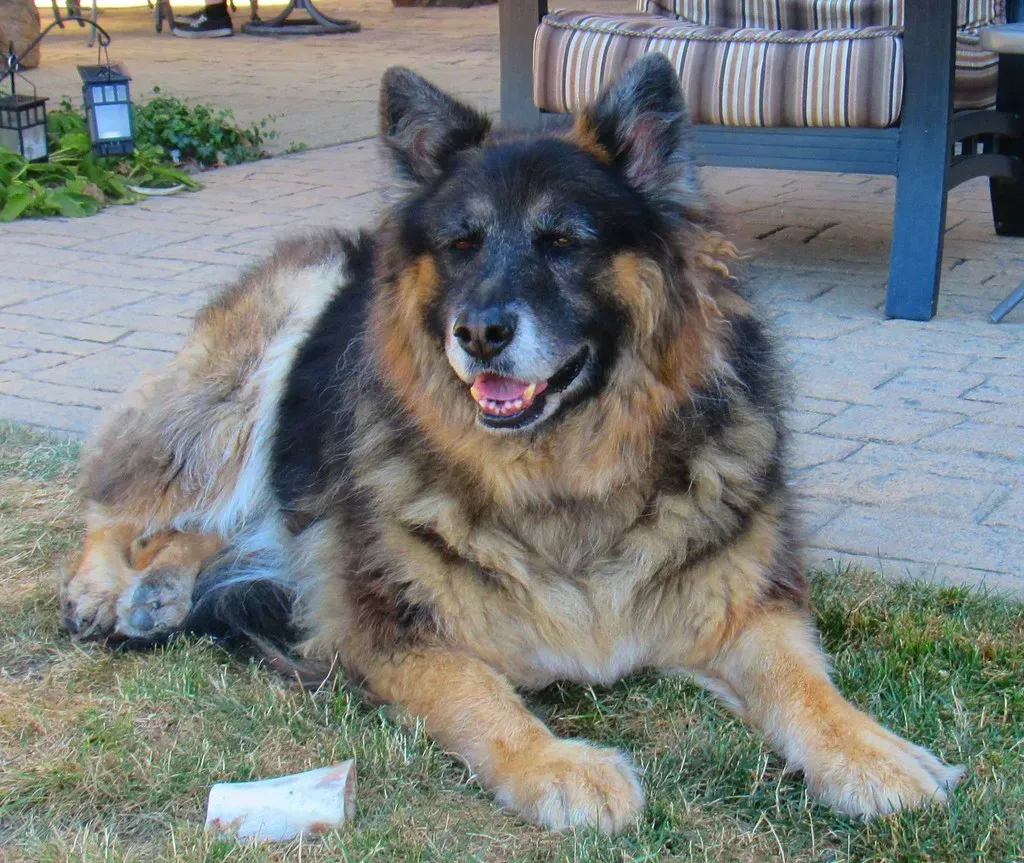 3. German Shepherd: The Loyal Enforcer Who Decides Who's Trustworthy (www.metaphoricalplatypus.com, Flickr, CC BY 2.0)