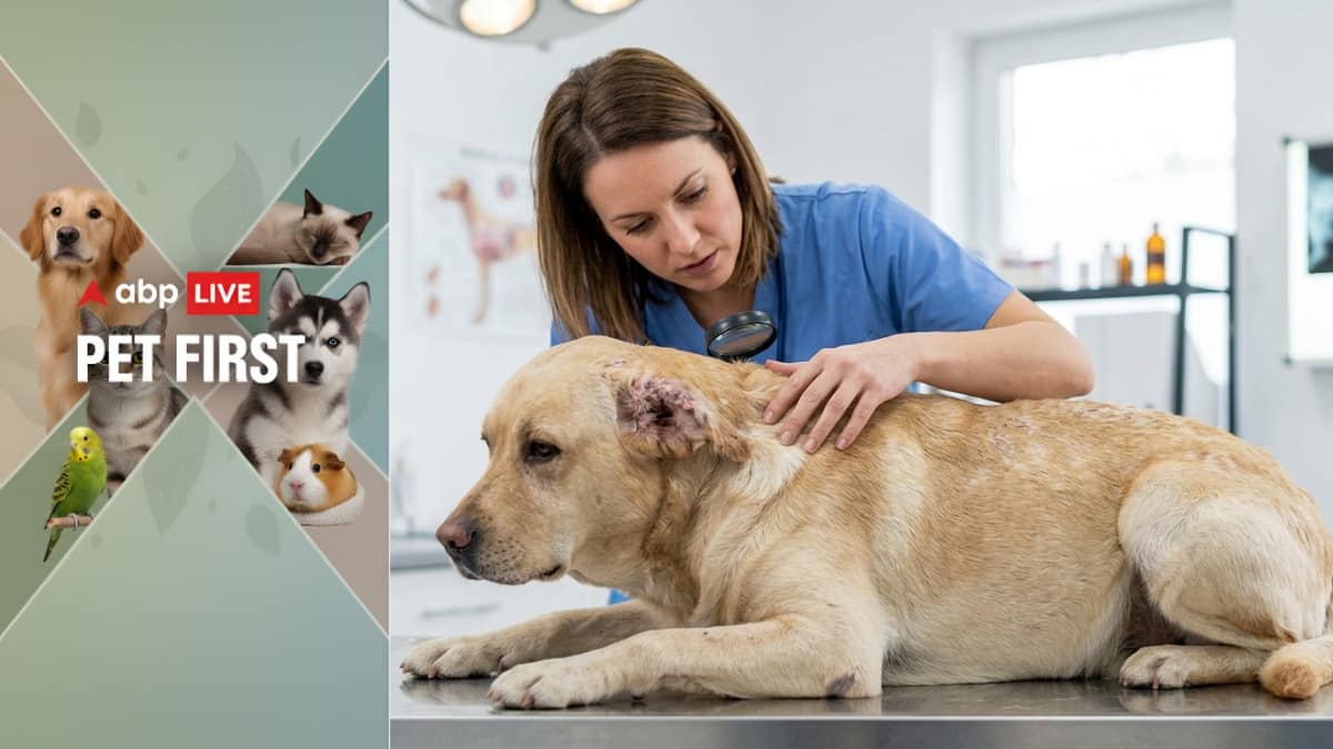 Pet first | How your pet's skin can signal internal health issues