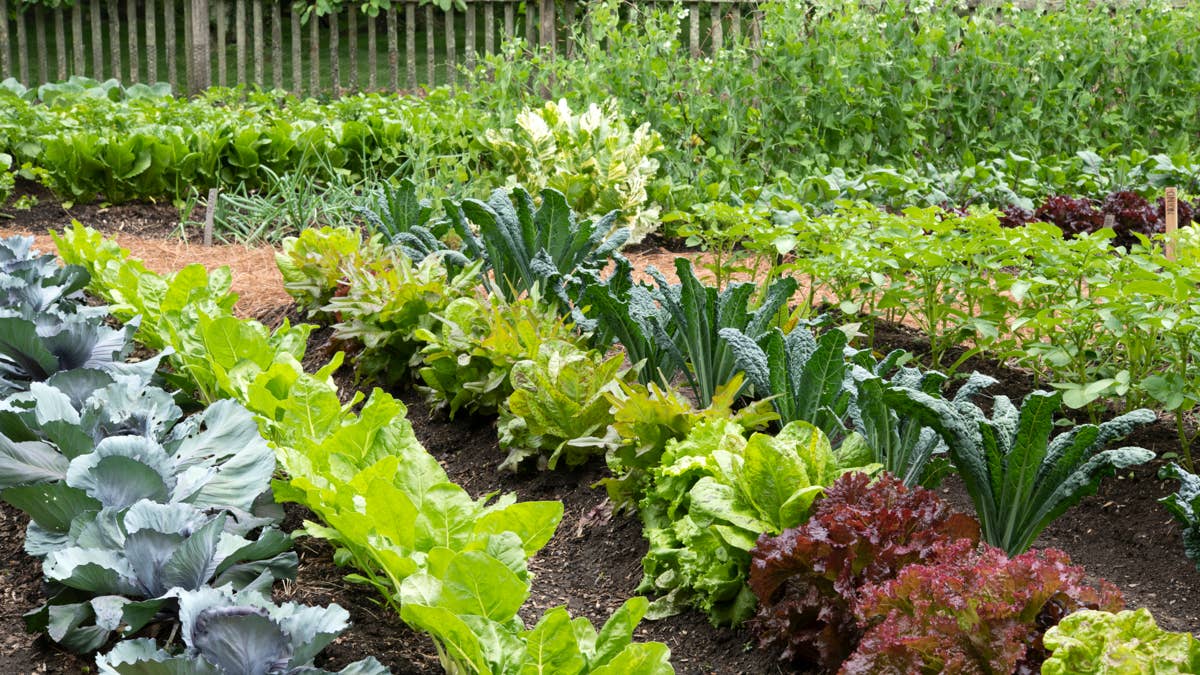 8 vegetables that grow better when started in midsummer