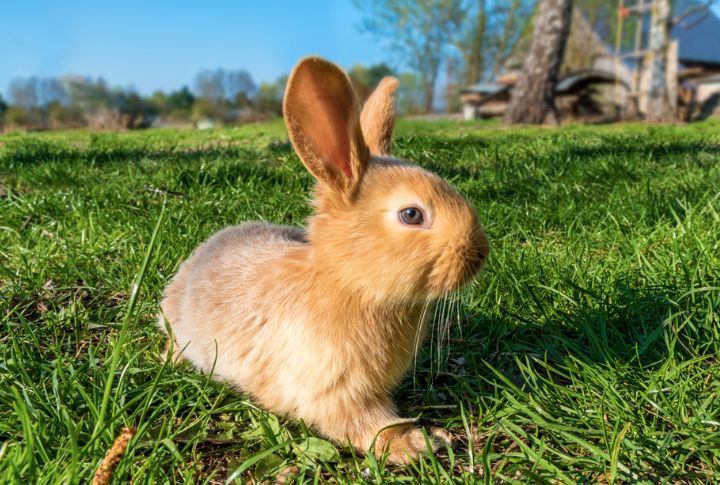 10 little-known facts about bunnies