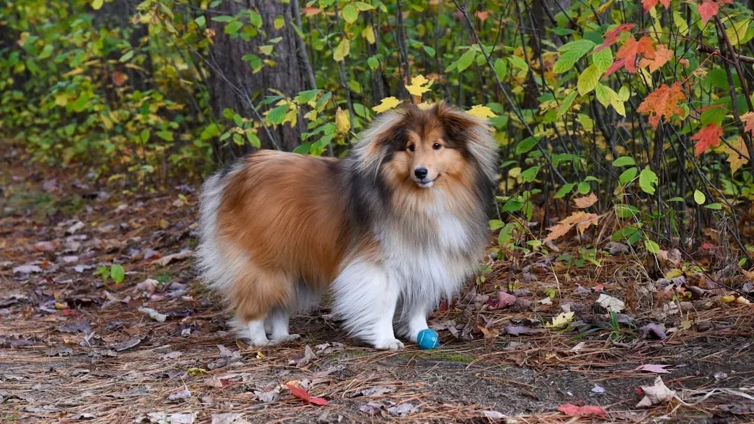 The 6 Smartest Dog Breeds - and the Unsettling Ways They Outwit Their Owners