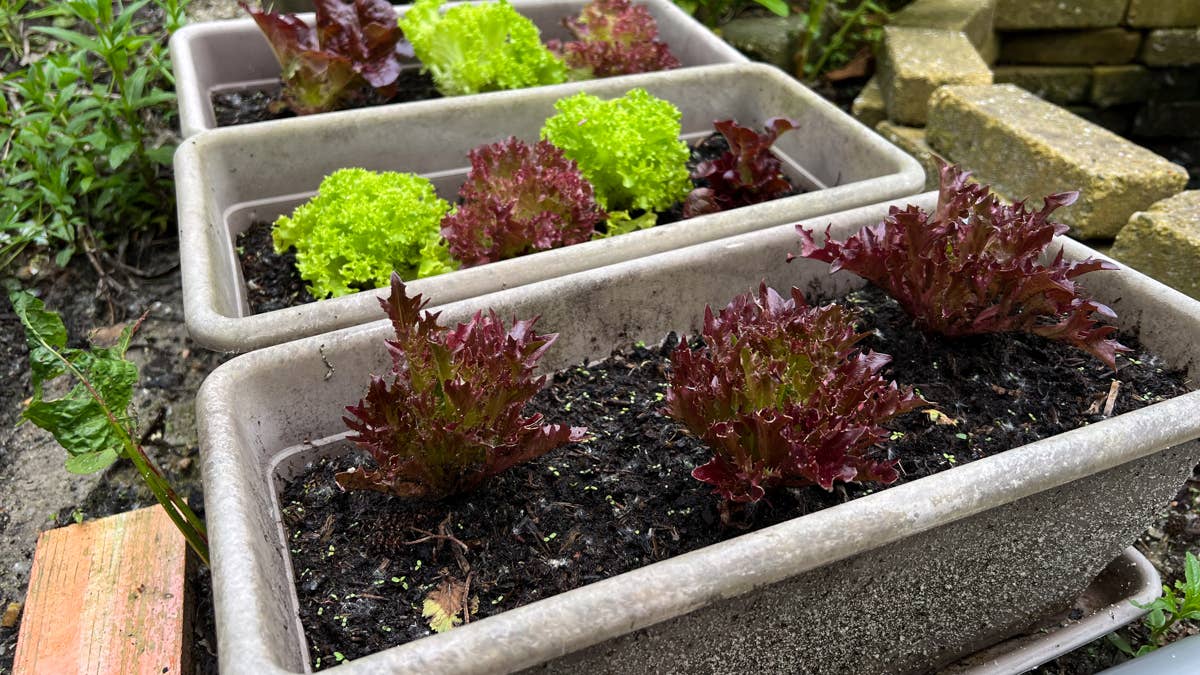 young-lettuce-in-containers