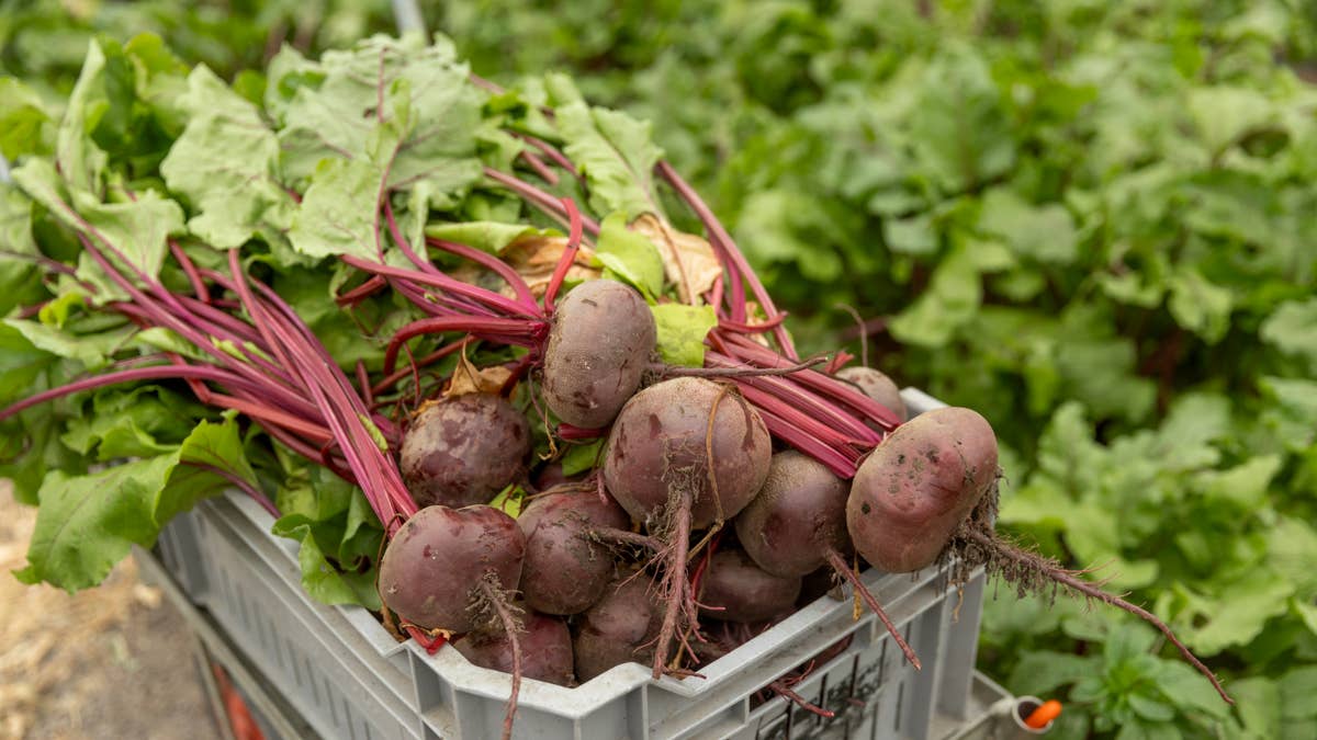 focus-on-beetroot-grown-in-an-organic-dutch-greenhouse