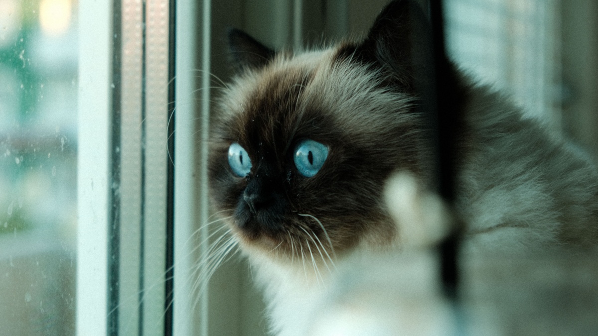 What your cat thinks when you leave the house, according to experts