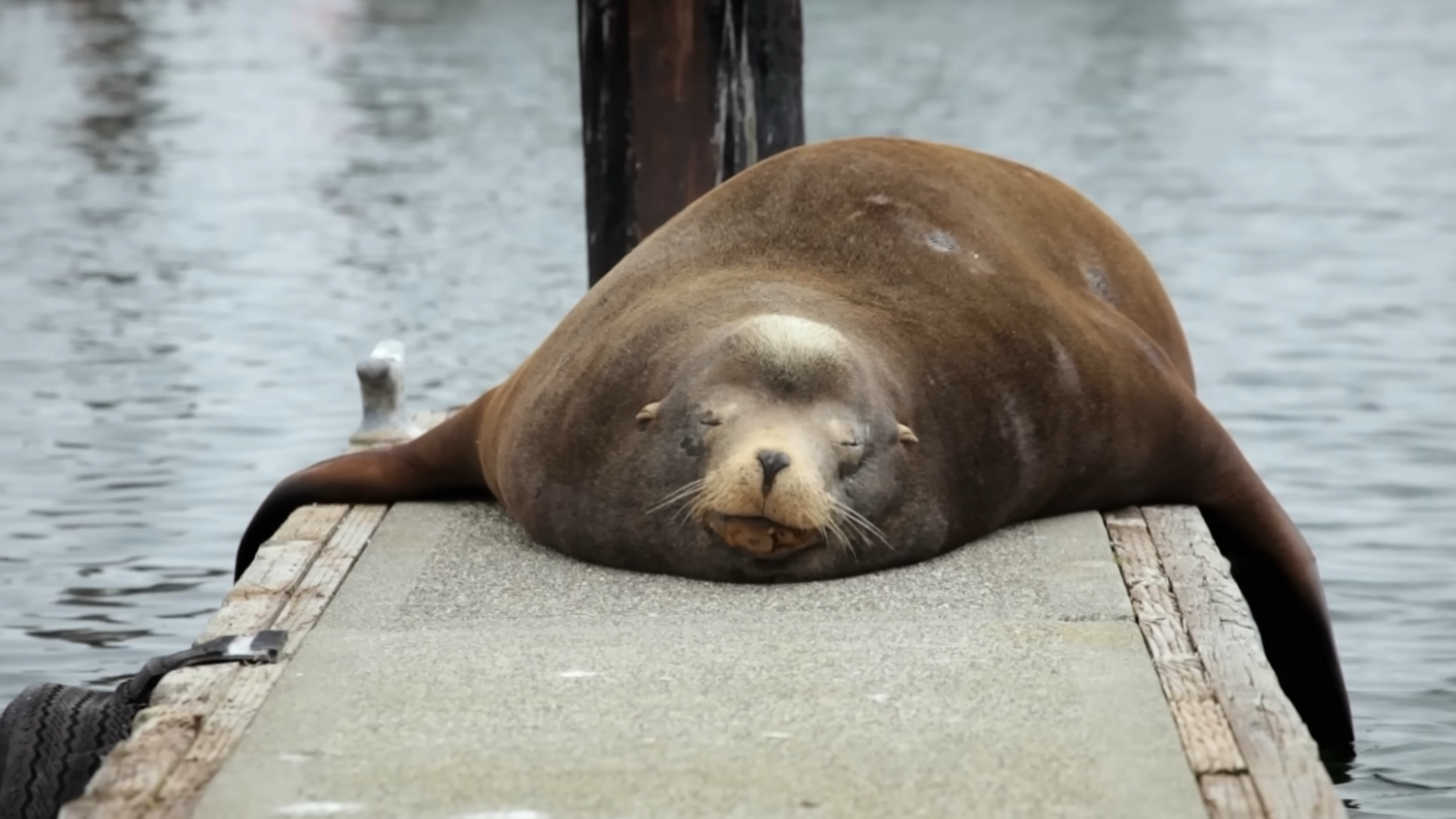 Watch how animals sleep without drowning underwater