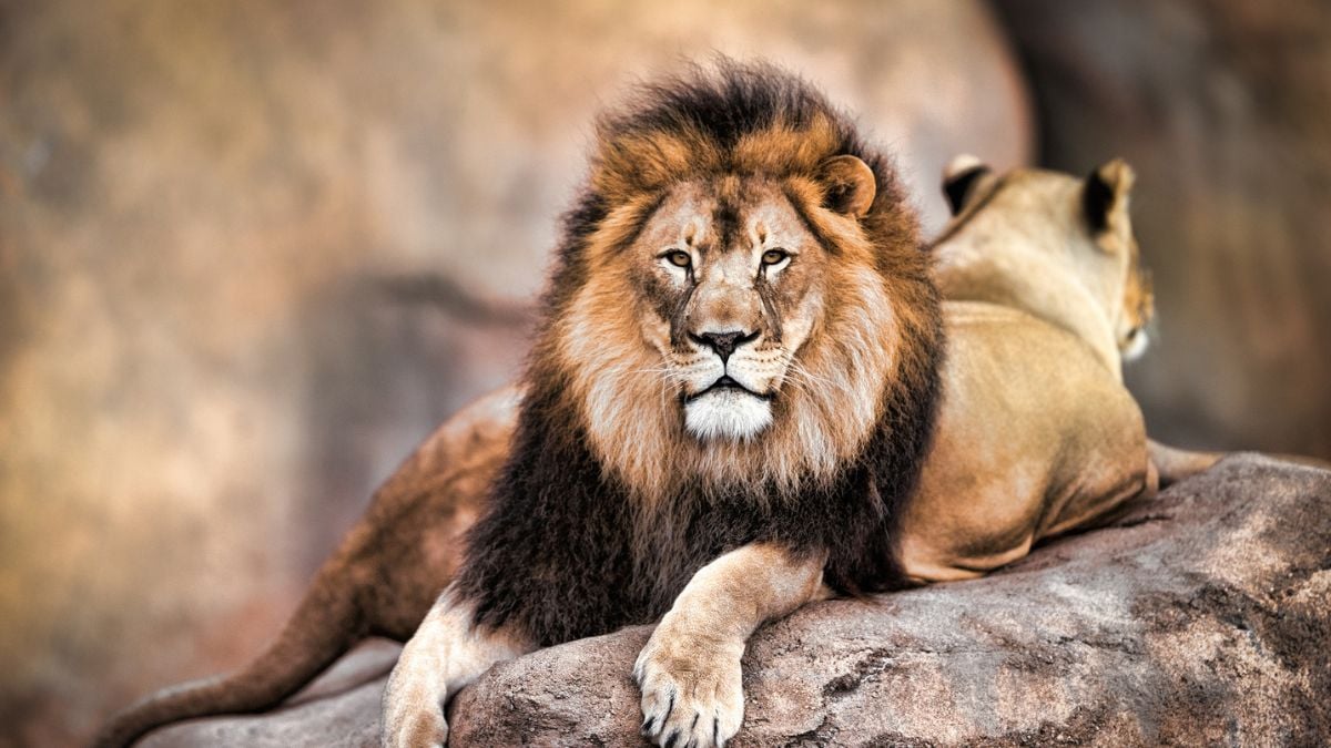One Super Predator in Africa Instills More Fear Than Lions