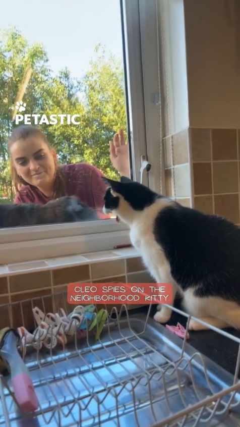 Cat reacts to unexpected human affection