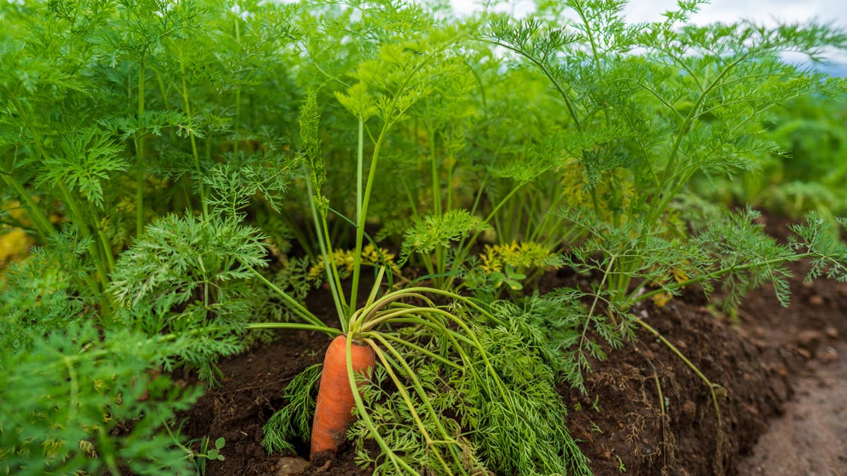 close-up-of-organic-carrot-in-a-field