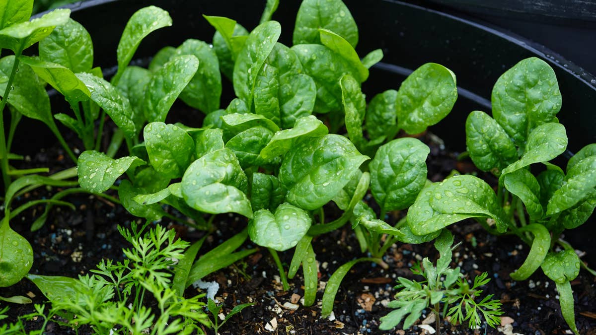 green-spinach-growing-in-a-pot