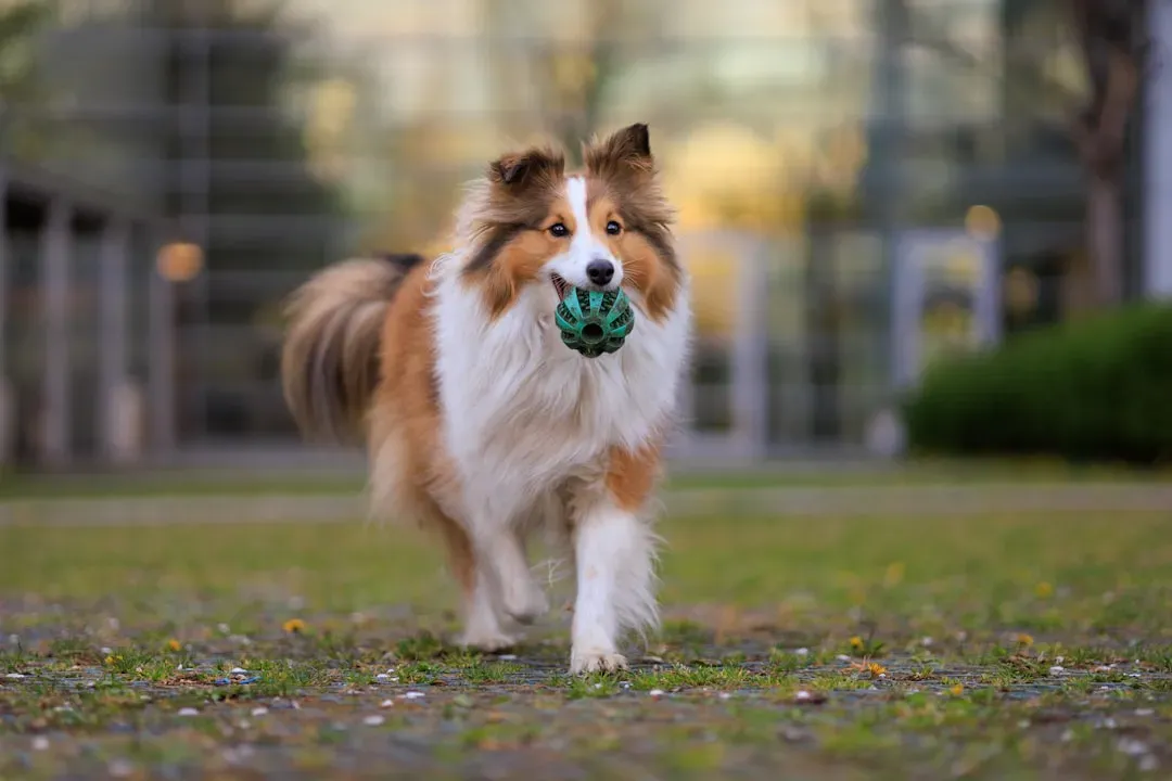 6. Shetland Sheepdog: The Small Dog With an Outsized Strategic Mind (Image Credits: Unsplash)