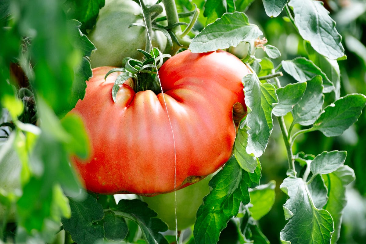 Tomato on vine.jpg