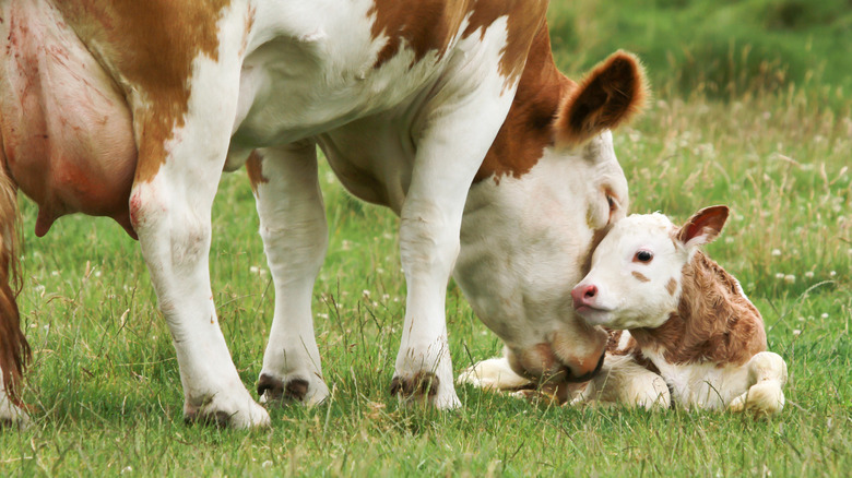 Mother cow with her calf in a field