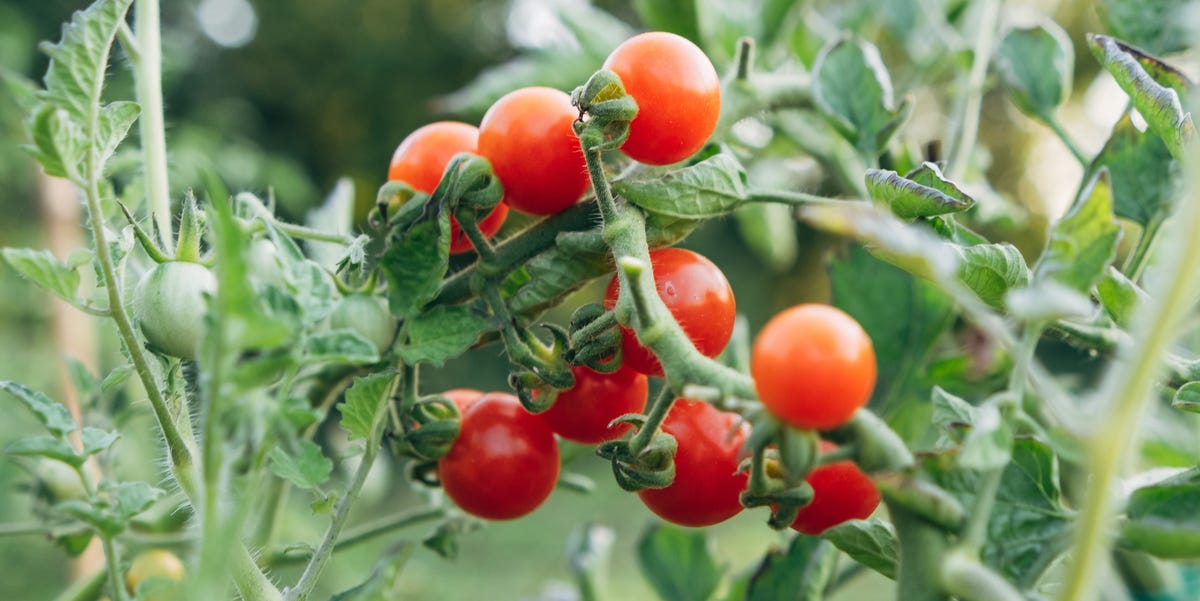 4 Tomato-Growing Tips From an Italian Farmer