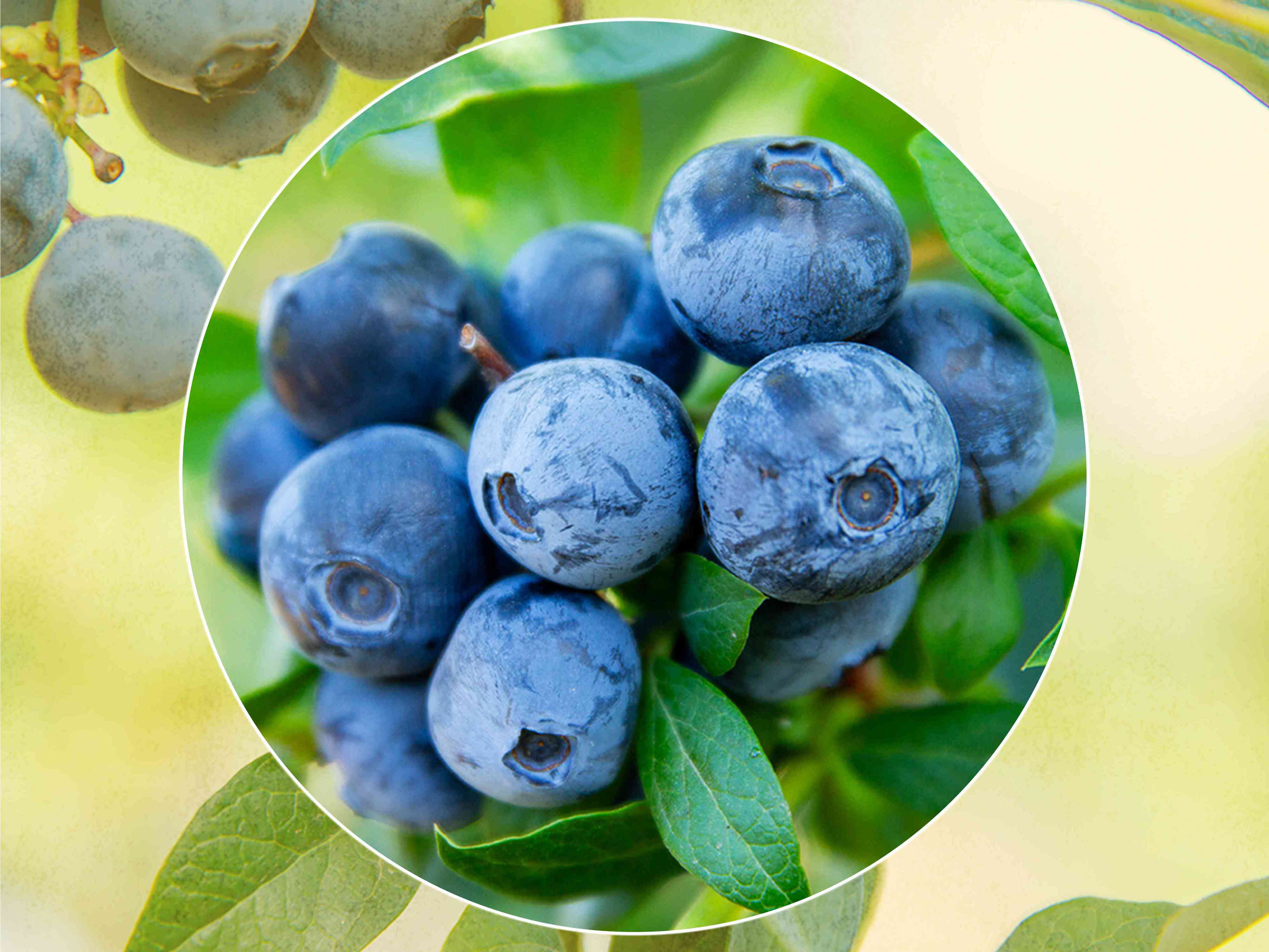 Betterful Farms/Allrecipes