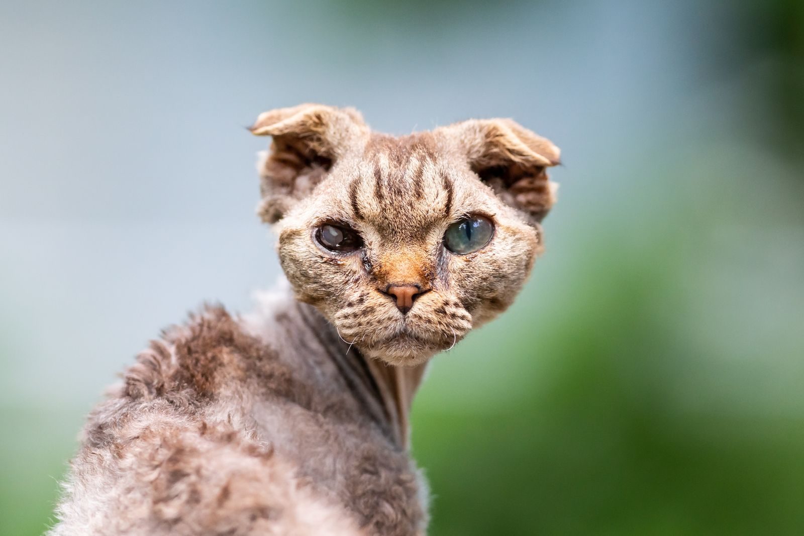 Rare and strange cat breeds you have probably never seen