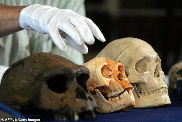 Instead of a slow, steady march driven by natural selection, the researchers said human evolution unfolded through natural selection, random genetic variation, biological and developmental constraints, periods of evolutionary stability and major cultural innovations (stock)